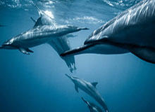 乐鱼在线开户平台-天津男篮客场痛失好局